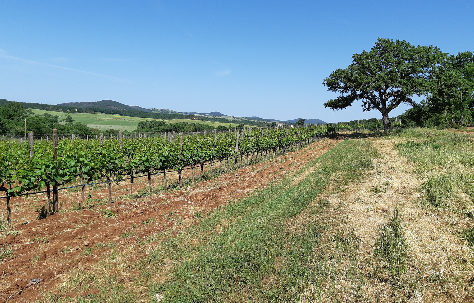 Winzer Tenuta Maria Vinci