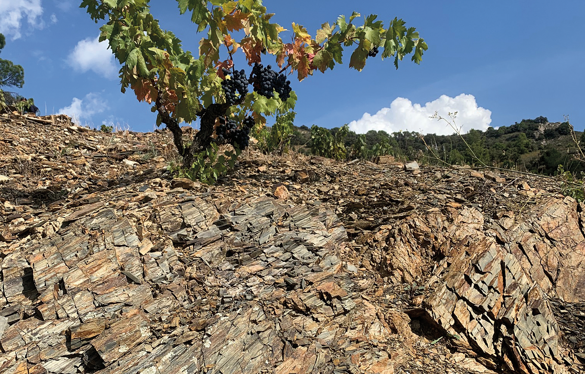 El Lloar Priorat Globalwine