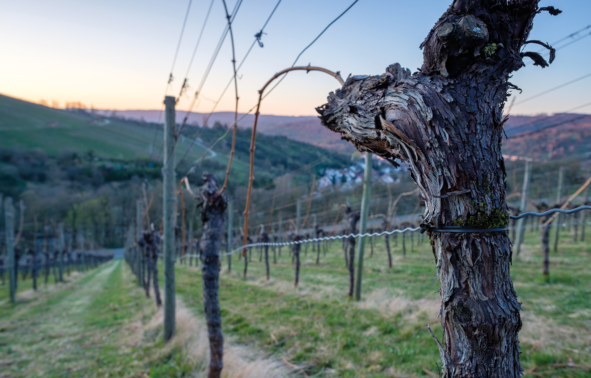 Frühlingsaktion Globalwine