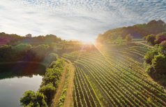 Winzer Conti Attems - Marchesi Frescobaldi