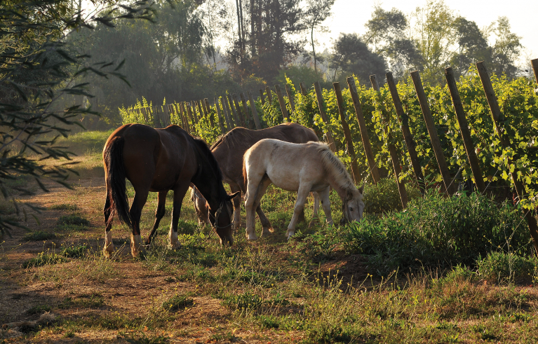 Torres Weinberge