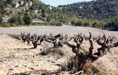 Winzer Bodegas Atalaya