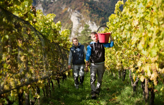 Tiefenbrunner - Schlosskellerei Turmhof, Südtirol