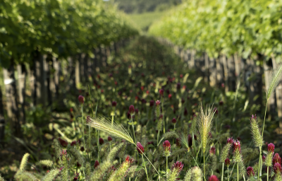 Winzer Tenuta dell'Ornellaia