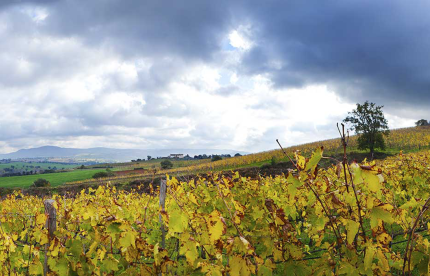 Winzer Fattoria Le Pupille