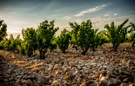 Gonnet Cotes du Rhone