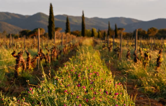 Bio Rebberge Provence