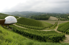 Weinberge von Ceretto