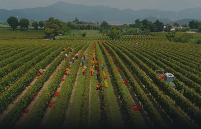 Winzer Ca`del Bosco