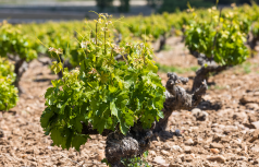 Winzer Bodegas y Viñedos Alión Grupo Vega Sicilia