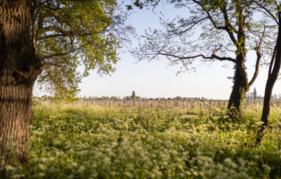 Winzer Château Bellevue Figeac