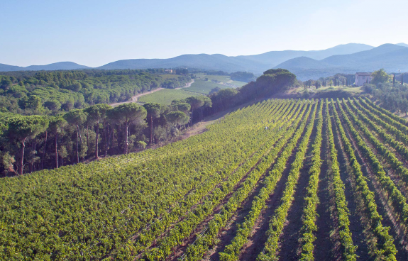 Winzer Tenuta di Biserno