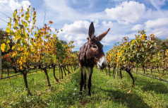 Winzer Bodegas Oliver Moragues