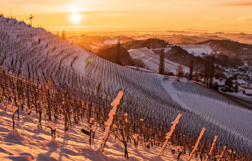 Festtags-Weine Globalwine