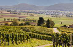 Winzer Rimuss & Strada Weinkellerei
