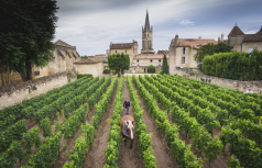 Winzer Château Canon