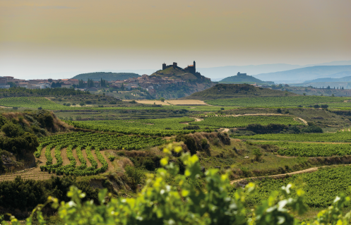 Winzer Bodega La Carbonera - Familia Torres