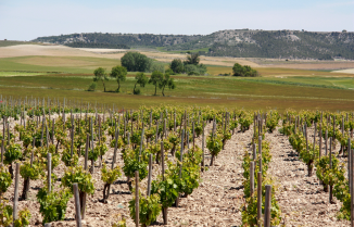 Winzer Bodegas Mauro