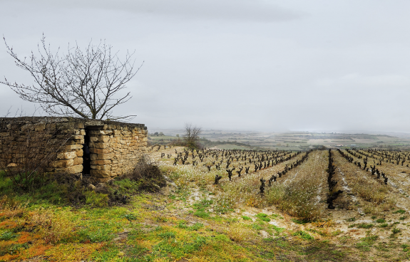 Winzer Bodegas Rosario Vera