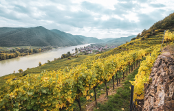 Domäne Wachau Globalwine