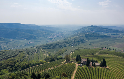 Pieropan Soave bei Globalwine